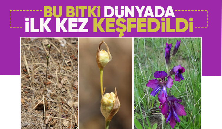 Bu bitki ilk kez keşfedildi; SAÜ'lü hoca da ekipte var