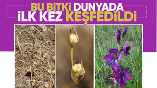 Bu bitki ilk kez keşfedildi; SAÜ'lü hoca da ekipte var