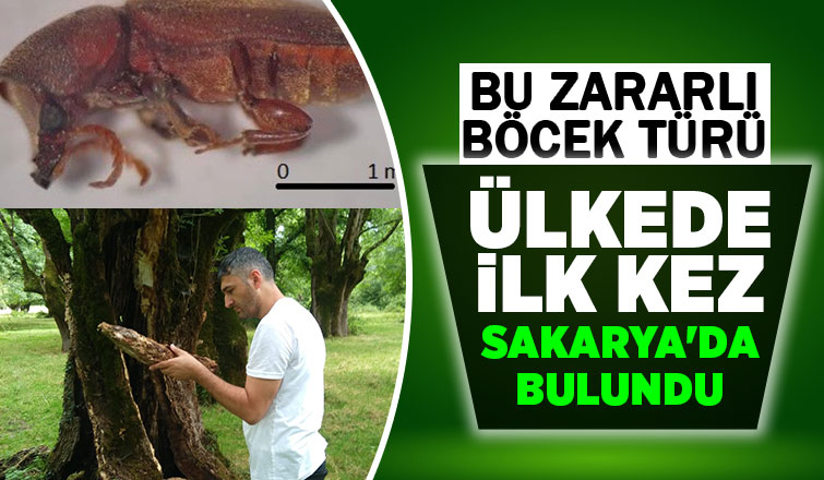 Bu böcek Türkiye'de ilk hez Hendek'te bulundu