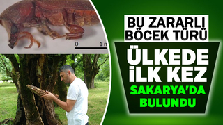 Bu böcek Türkiye'de ilk hez Hendek'te bulundu