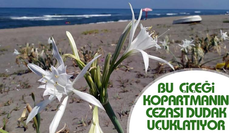 Bu çiçeği kopartmanın cezası çok ağır