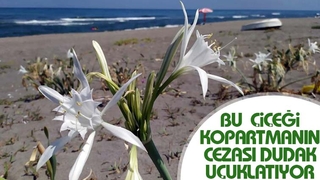 Bu çiçeği kopartmanın cezası çok ağır