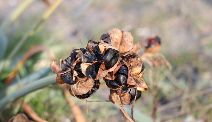 Bu çiçeği kopartmanın cezası dudak uçuklatıyor