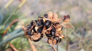 Bu çiçeği kopartmanın cezası dudak uçuklatıyor