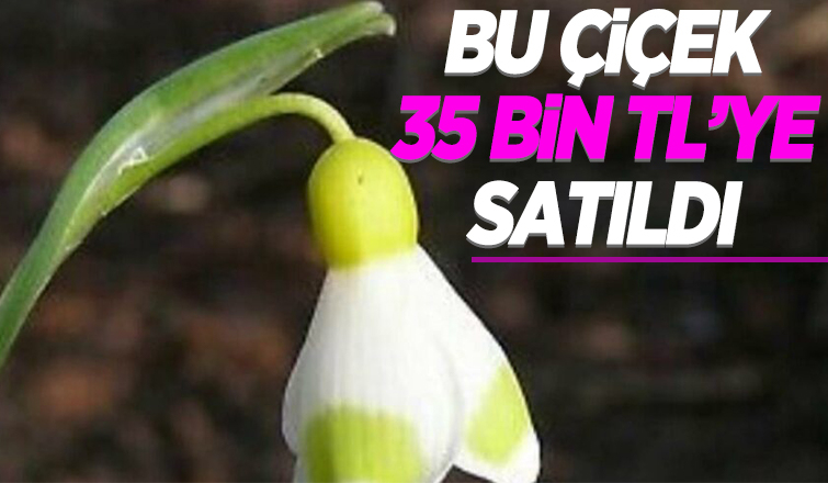 Bu çiçek 35 bin TL’ye satıldı