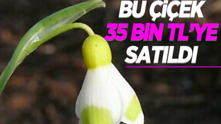 Bu çiçek 35 bin TL’ye satıldı