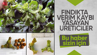 Bu fındık çeşitleri verim kaybını önleyecek
