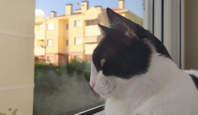 Bu kedi anne diyor