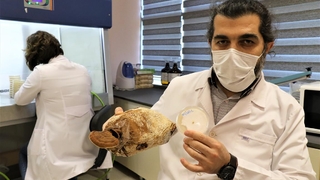 Bu mantar altından pahalı