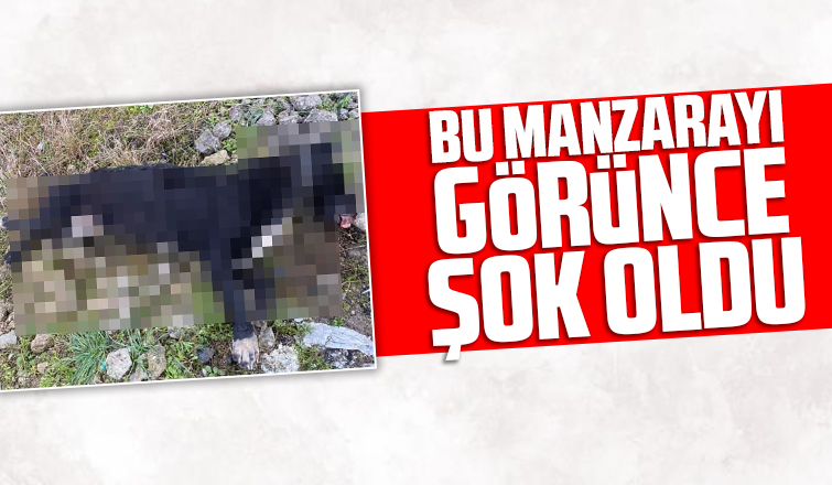 Bu manzarayı görünce şok oldu