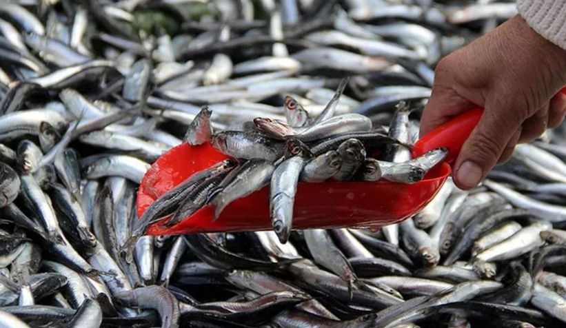 Bu sezon ucuz balık hayal diyorlar