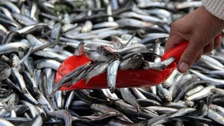 Bu sezon ucuz balık hayal diyorlar