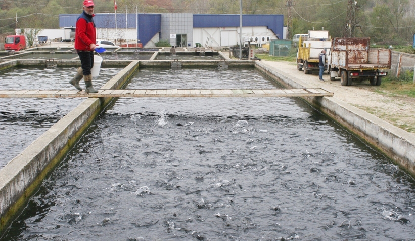 Bu tesiste yılda bin ton alabalık üretiliyor