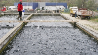 Bu tesiste yılda bin ton alabalık üretiliyor