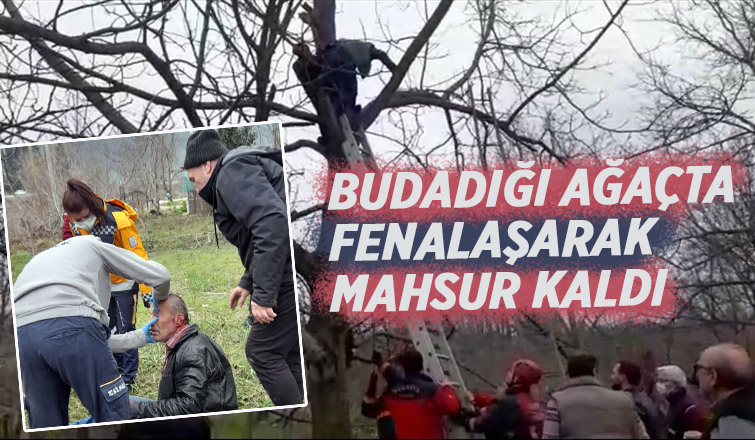 Budadığı ağaçta mahsur kaldı