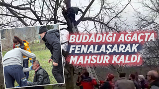 Budadığı ağaçta mahsur kaldı