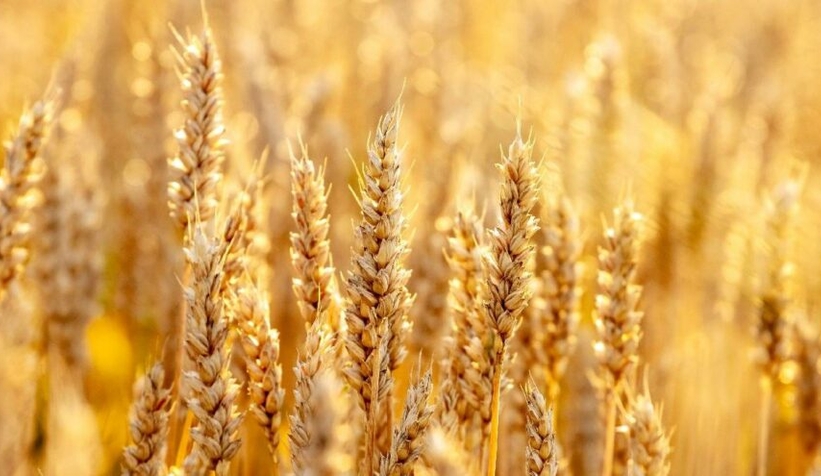 Buğday fiyatları son 9 yılın zirvesinde