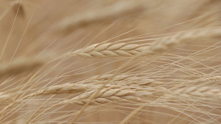 Buğday fiyatları yeniden tırmanışta