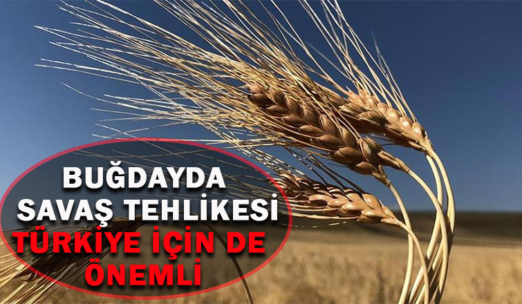 Buğdayda savaş tehlikesi