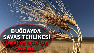 Buğdayda savaş tehlikesi