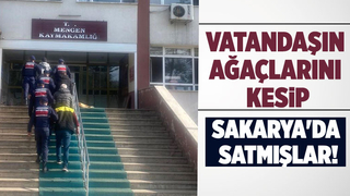 Bunlarda ağaç hırsızları