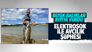 Büyük balıklar kıyıya vurdu