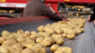 Büyükşehir 100 ton patatesi İhtiyaç sahiplerine dağıtacak