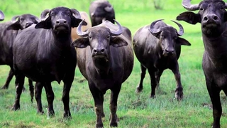 Büyükşehir 300 başlık manda tesisi kuruyor