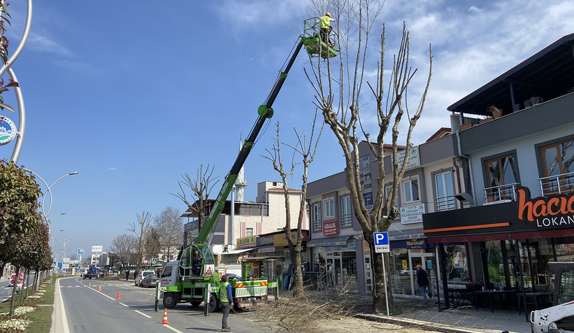 Büyükşehir ağaç budama çalışmalarını sürdürüyor