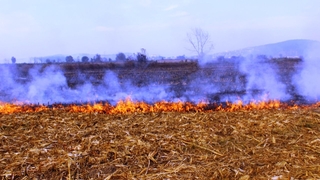 Büyükşehir anız yangınlarına karşı uyarı