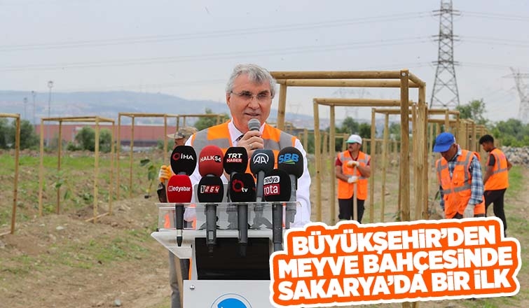 Büyükşehir avokado yetiştirecek; İlk fidanlar toprakla buluştu