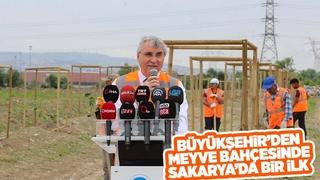 Büyükşehir avokado yetiştirecek; İlk fidanlar toprakla buluştu