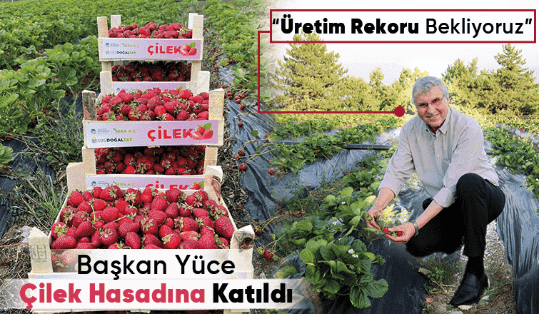 Büyükşehir çilek hasadında rekor bekliyor