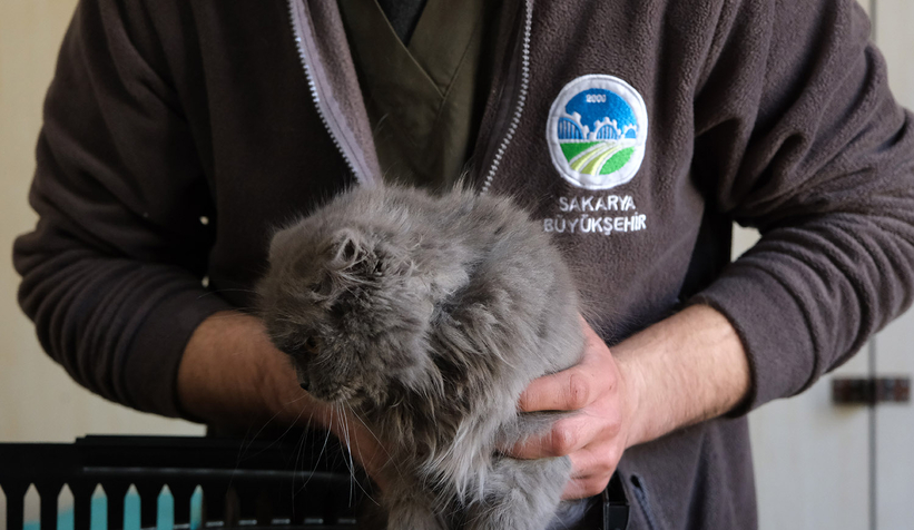 Büyükşehir ekibi deprem bölgesinde can dostlarının yaralarını sarıyor