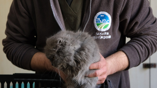 Büyükşehir ekibi deprem bölgesinde can dostlarının yaralarını sarıyor