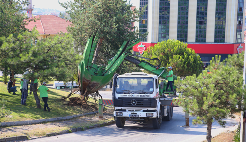 Büyükşehir'in ağaç hassasiyeti!