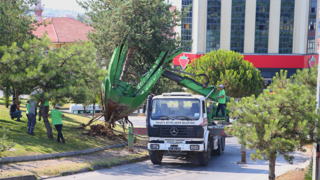 Büyükşehir'in ağaç hassasiyeti!
