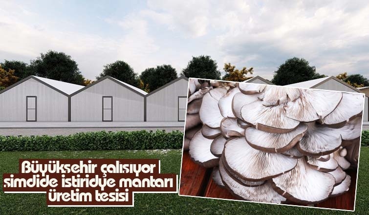 Büyükşehir İstiridye Mantarı Üretim Tesisi inşa ediyor