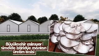 Büyükşehir İstiridye Mantarı Üretim Tesisi inşa ediyor