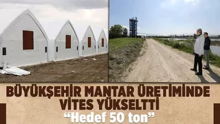 Büyükşehir mantar üretiminde vites yükseltti