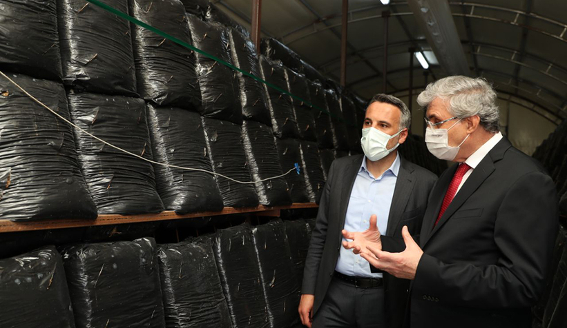 Büyükşehir mantar üretimine başladı