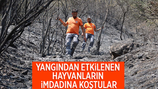 Büyükşehir orman yangınlarında can dostlar için harekete geçti