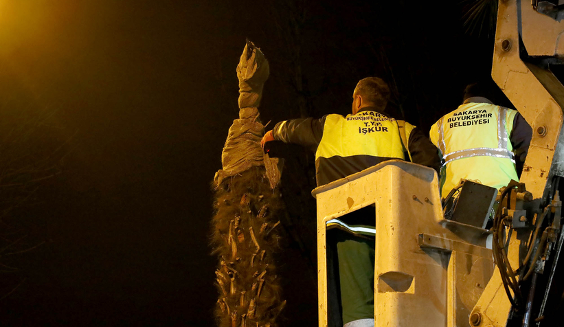 Büyükşehir şehrin süsü olan palmiyeleri yaza hazırlıyor