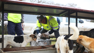Büyükşehir sokak hayvanlarını yalnız bırakmıyor