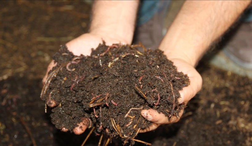 Büyükşehir solucan gübresi üretecek