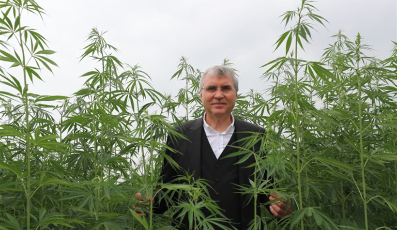 Büyükşehir ve SAÜ'den kenevir protokolü