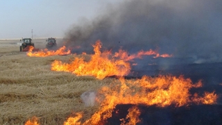 Büyükşehirde anız yangını açıklaması