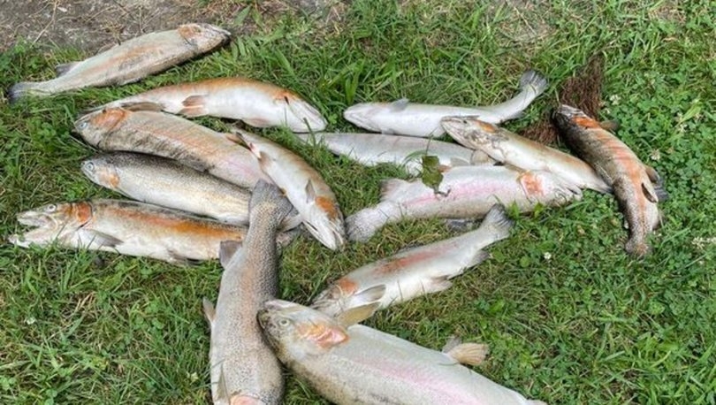 Büyükşehirden balık ölümlerine inceleme