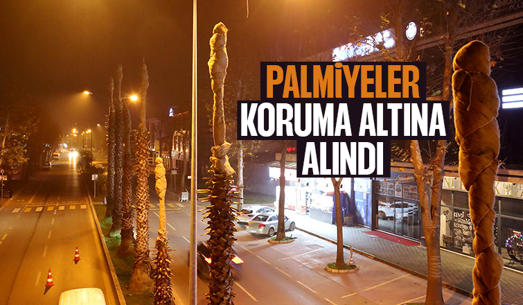Büyükşehir’den palmiyeler için özel önlem