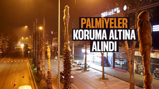 Büyükşehir’den palmiyeler için özel önlem